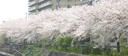開花が早まる桜